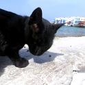 Mykonos Katzen (29)